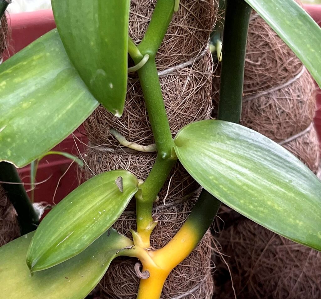 Vanilla necrosis potyvirus