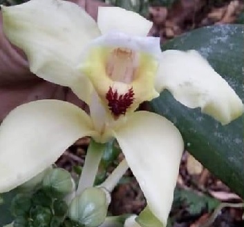 Un substrat pour vos orchidées - Les Sablières de Guadeloupe