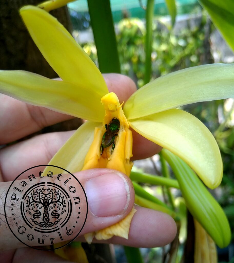 pollinisation naturel vanille Plantation Gourlé