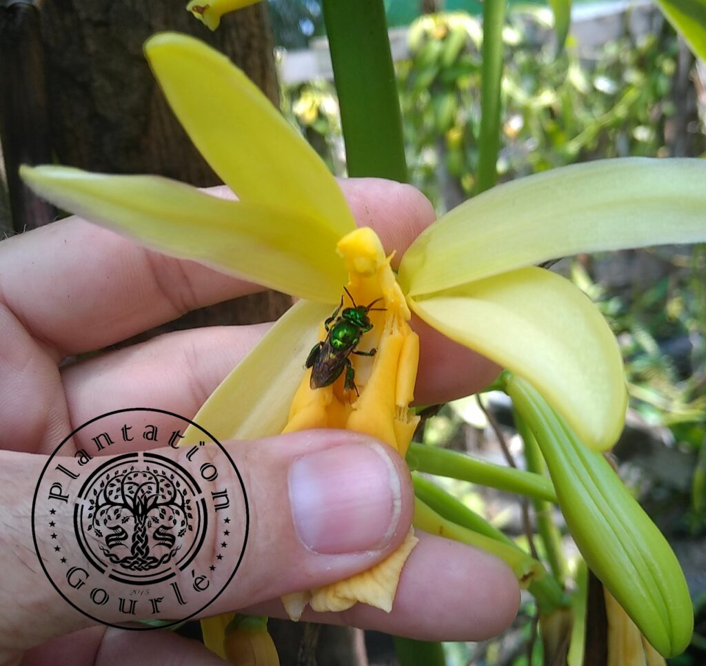 pollinisation naturel vanille Plantation Gourlé