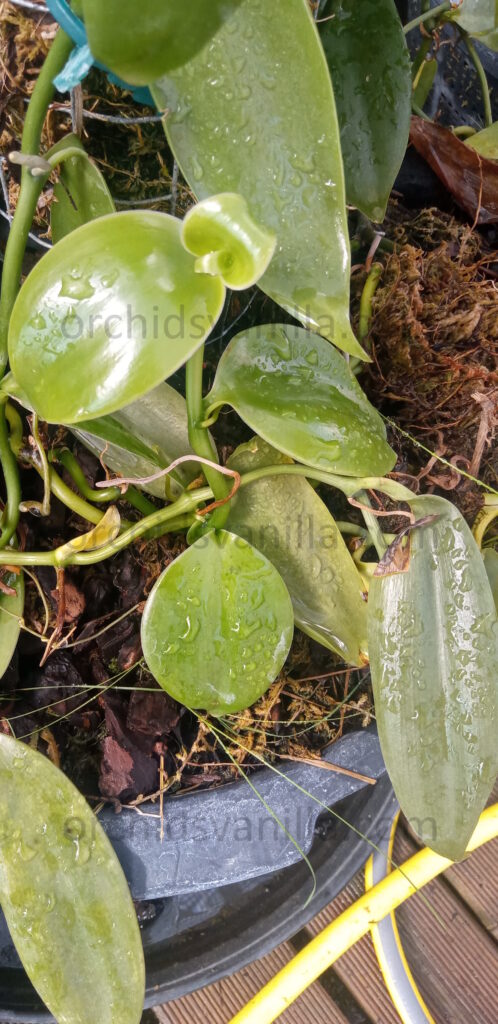 Les vanille à feuilles souple