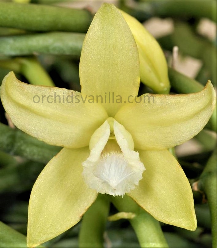 Vanilla aphylla form alba