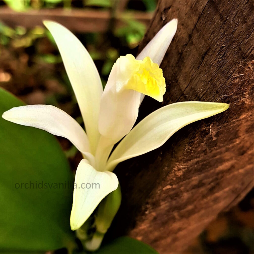 Vanilla appendiculata