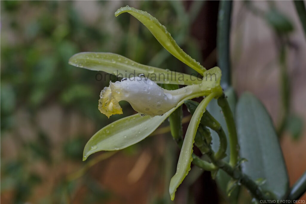 Vanilla bahiana