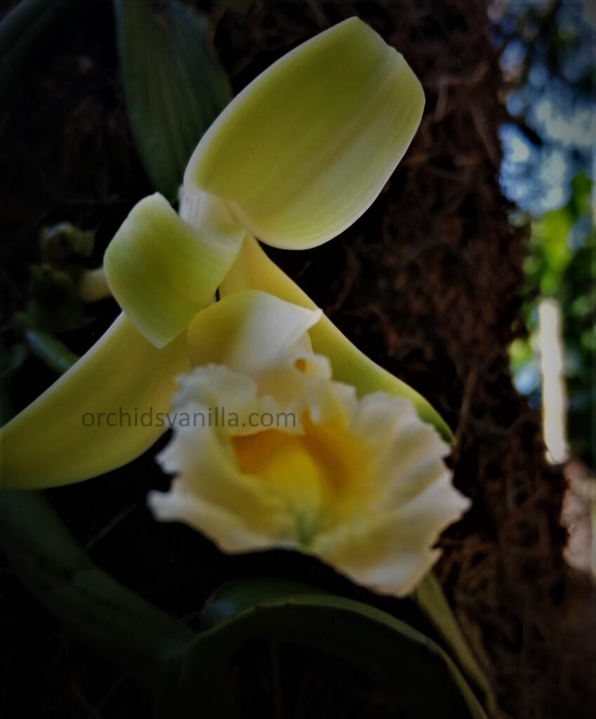 Vanilla calyculata