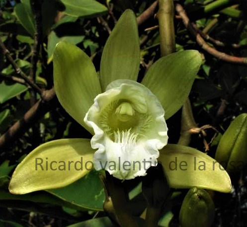 Vanilla claviculata