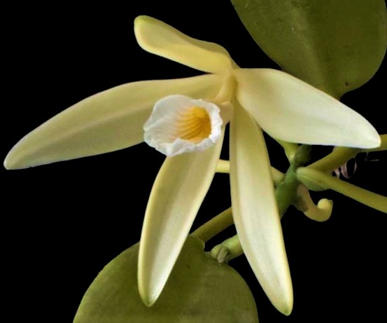 Vanilla dressleri