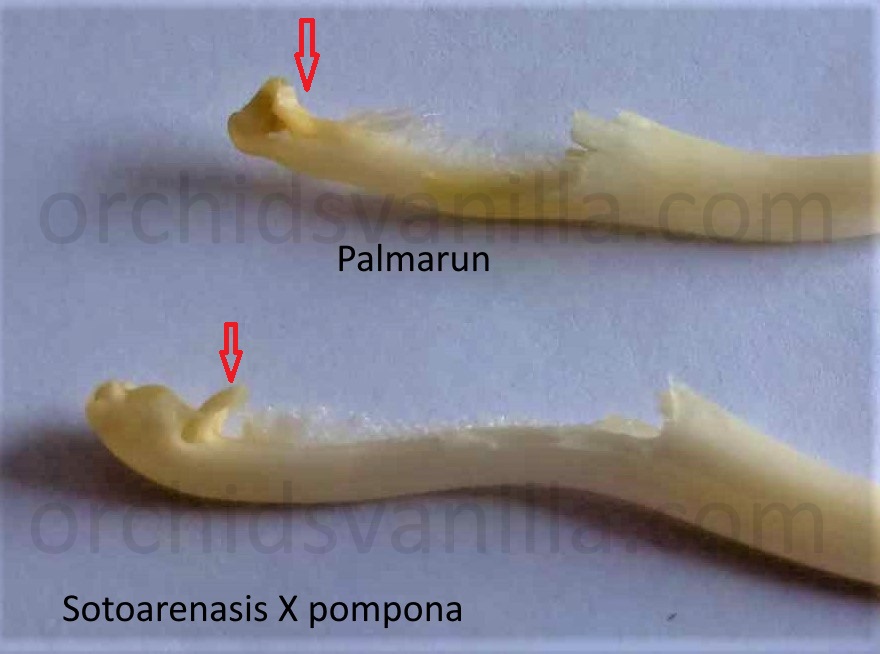 palmarun et sotoarenansis x pompona