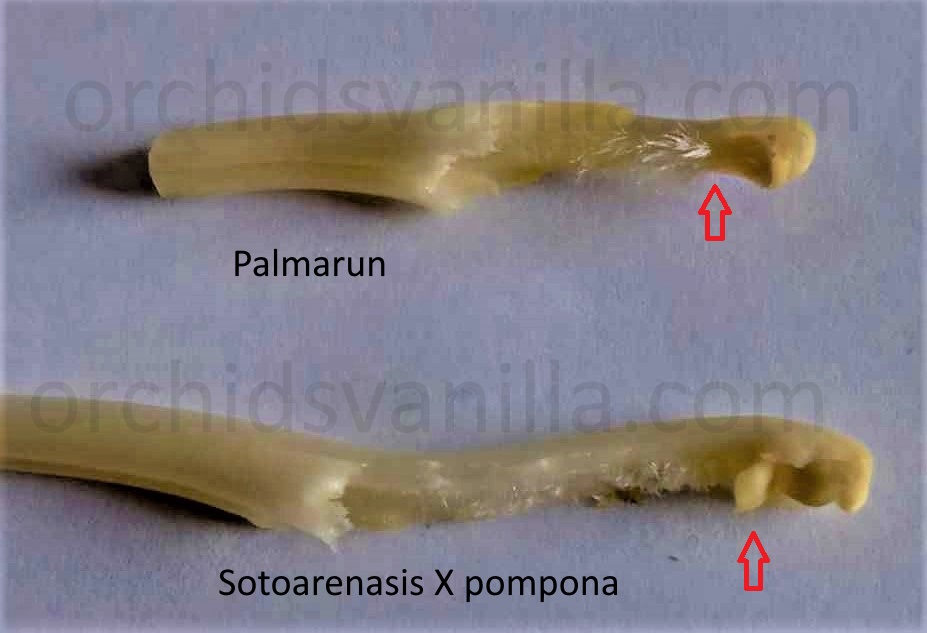 palmarun et sotoarenansis x pompona