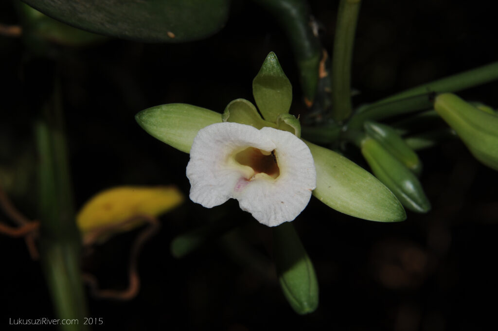 polylepis alba