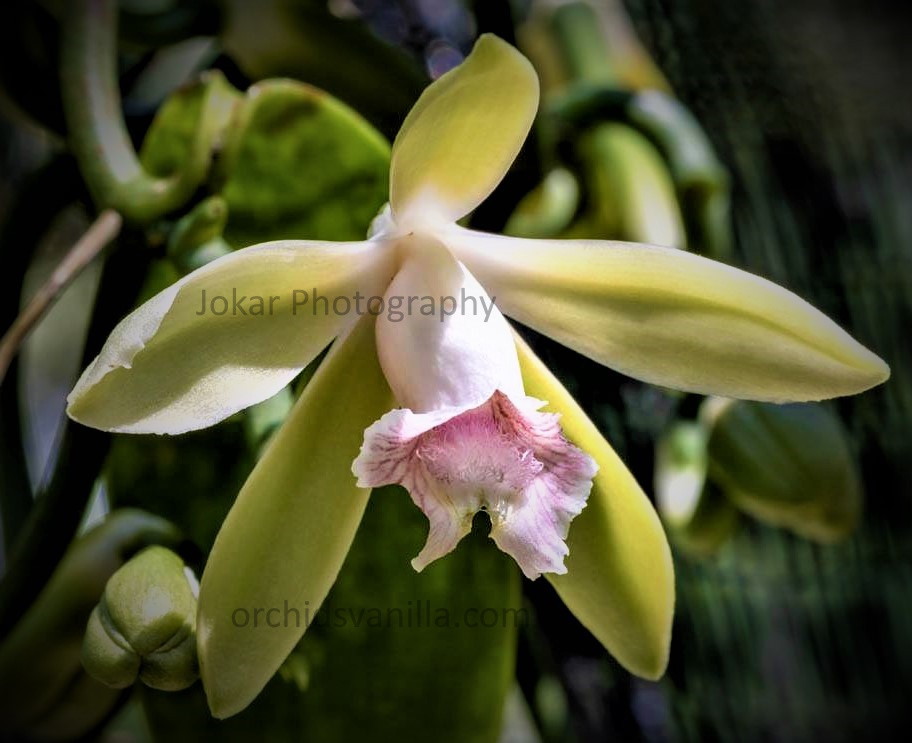 vanilla bornensis