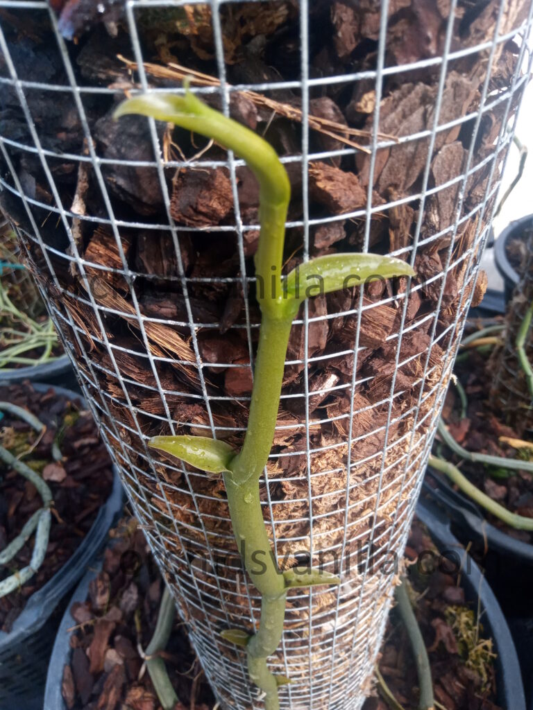 vanille à feuille écaille